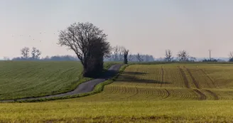 Parcours pédestre : Du fief du cheval à la longée des marais_Saint-Coutant-le-Grand Parcours pédestre : Du fief du cheval à la longée des marais_Saint-Coutant-le-Grand